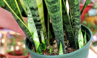 虎皮令箭的养殖方法（虎皮令箭的养殖方法和注意事项图片）