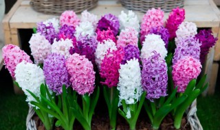 土培风信子的养殖方法 风信子能土培吗