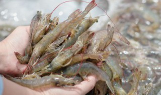 河虾的养殖方法（河虾的养殖方法视频）