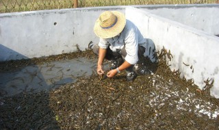 水蛭养殖方法（水蛭养殖方法有哪些）