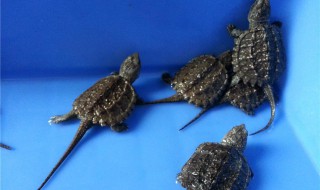 鳄鱼龟养殖方法（鳄鱼龟的养殖方法）