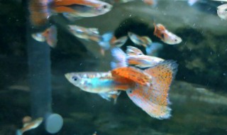 孔雀鱼的养殖方法 孔雀鱼的养殖方法和注意事项