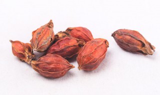 栀子怎么读（栀怎么读）