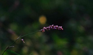 荭怎么读音 荭怎么读音蓼