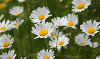 雏菊的养殖方法 雏菊的养殖方法和花期