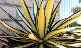 龙舌兰养殖方法 龙舌兰养殖方法图解