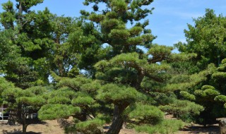 黑松养殖方法 黑松养植方法