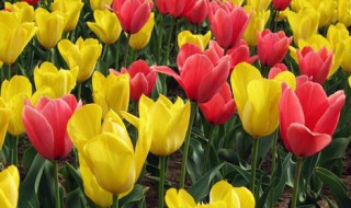 郁金香的养殖方法盆栽(郁金香的养植方法)