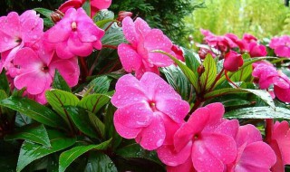 风仙花的养殖方法 风仙花的养殖方法有哪些