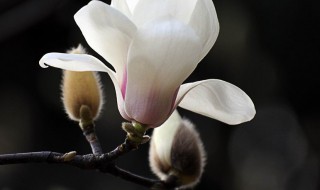 木兰养殖方法 木兰的养殖方法