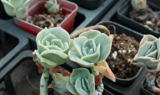 微型玫瑰的养殖方法 玫瑰的养殖方法 微型