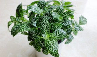 网纹草养殖方法（网纹草养殖方法和技术）