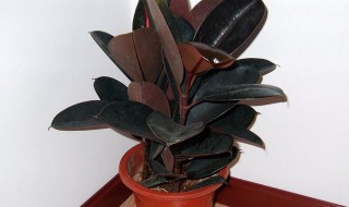 黑金刚养殖方法（黑金刚养殖方法图解）