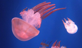 水母的养殖方法 水母养殖技术