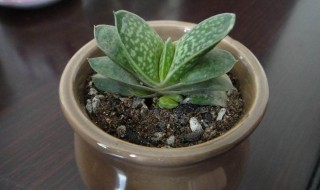 子宝的养殖方法 子宝的养殖方法的视频