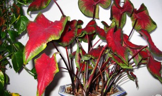 花叶芋的养殖方法 花叶芋的养殖方法和注意事项