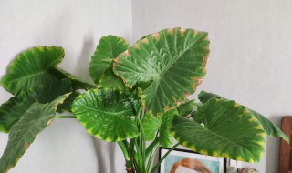 霸王芋的养殖方法(霸王芋的种植方法)