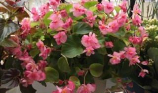 四季秋海棠的养殖方法（四季秋海棠的养殖方法和技术）