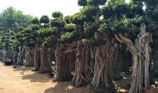 金钱榕树的养殖方法 金钱榕的养殖方法和注意事项