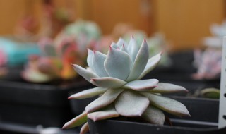 肉肉蓝鸟的养殖方法 多肉蓝鸟的养护和繁殖