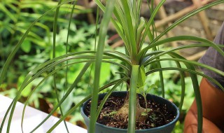 对子兰的养殖方法(养殖君子兰的方法)