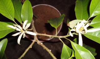 黄果兰的养殖方法(黄果兰的养殖方法视频)