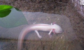 娃娃鱼养殖方法 娃娃鱼养殖方法视频