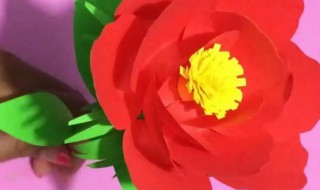 红花制作方法 怎样制作红花