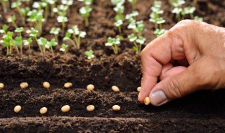 碗豆的种植时间方法（碗豆的种植时间方法和方法）