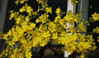迎春生长速度快不快(迎春树长得快吗)