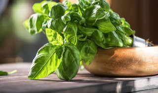罗勒怎么养才能爆盆 罗勒应该怎么养