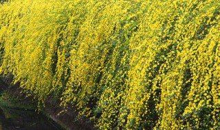 迎春花不开花怎么办 迎春花不长叶子怎么办