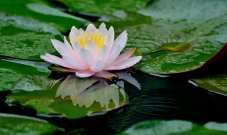 一叶莲开花后怎么处理 一叶莲开花后怎么处理掉