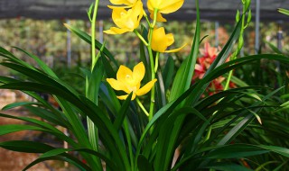 建兰花期怎么养护管理（建兰花期怎么养护管理视频）