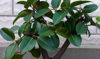 绿橡皮树怎么养殖方法和注意事项（绿橡皮树怎么养殖方法和注意事项视频）