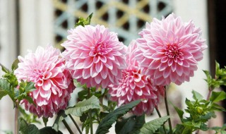 大丽花怎么醒花 大丽花花开过后怎样养护