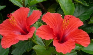 扶桑花冬天怎么养护 扶桑花冬天怎么养护天竺葵