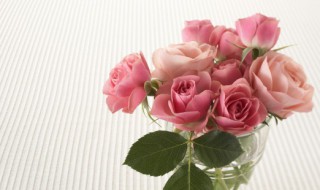 小球玫瑰怎么养成老桩造型（小球玫瑰怎么养成老桩造型的）