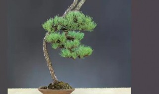 台湾杉盆景怎么养护方法与注意事项（台湾杉盆景的养护方法）