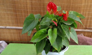 红掌怎么换土（红掌怎么换土,啥土最好）