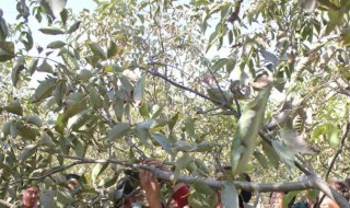 核桃树怎么剪枝（核桃树怎么剪枝什么时候跌）