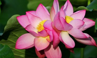 并蹄莲花怎么养护方法 并蹄莲开花后怎么养