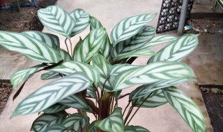 彩叶竹芋怎么水培养殖方法 彩叶芋水培的养殖方法