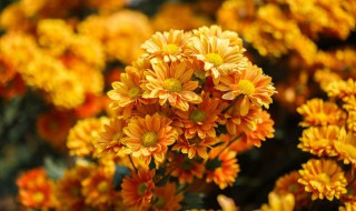 木菊怎么修剪方法（木菊怎么修剪方法图片）