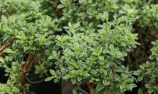 六月雪怎么过冬天 六月下雪好吗