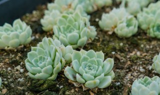 月影多肉怎么养才能出状态（白月影多肉怎么养出状态）
