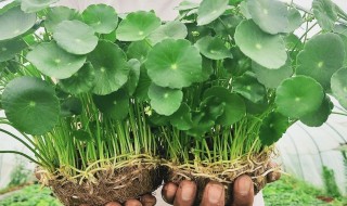 铜钱草如何浇水叶子越长越大（铜钱草浇什么水长得旺）