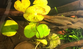 红荷根能养多久 红荷根可以养多久