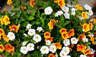 舞春花是一年生还是多年生 舞春花几年生