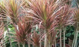 七彩铁树怎么养长得好 七彩铁树怎么养长高